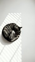 Tabby cat curled up on white floor with striped shadow from window blinds, overhead view for pet, lifestyle, and wellness content.