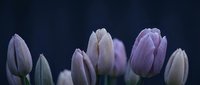 Purple and white tulip buds against dark blue background creating elegant spring floral composition for romantic designs and seasonal decorations.