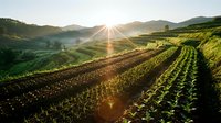 Sunrise over agricultural farmland with rows of green crops in terraced fields. Mountain landscape with golden sunlight creating lens flare across fertile valley terrain.