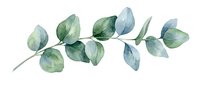 Watercolor eucalyptus branch with green and blue leaves isolated on white background for botanical design projects and natural decoration elements.