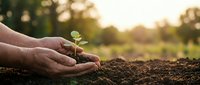 Elderly hands gently holding a young green sprout above fertile soil in warm sunset light, symbolizing growth, care, and sustainability.