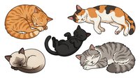 Ginger tabby cat sleeping curled up, orange and white cat stretching, black cat lying down, cream colored cat resting, and gray tabby cat napping. Isolated feline illustrations on white background, suitable for pet care designs, veterinary materials, cat lover merchandise, and animal-themed graphics.