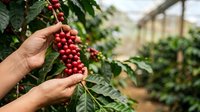 Farmer harvesting ripe red coffee cherries from plant in agricultural greenhouse plantation during daytime crop collection.