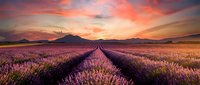 Endless lavender field rows stretching toward distant mountains under dramatic sunset sky with vibrant pink and orange clouds creating peaceful rural landscape.