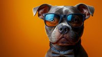 Serious pit bull terrier wearing stylish blue-tinted glasses and checkered bow tie against vibrant orange background. Close up portrait shows confident expression.