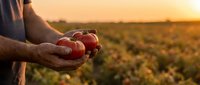 Farmer hands holding fresh ripe red tomatoes at sunset in agricultural field. Organic farming harvest concept for healthy food production and sustainable agriculture.