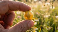 Caucasian hand holding golden physalis fruit with translucent husk in sunlit garden setting, showcasing organic produce and natural harvesting for agricultural and food photography.