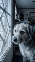 Adorable mixed breed dog gazing thoughtfully through screen door at home, capturing loyal pet waiting patiently indoors for owner return or outdoor adventure.