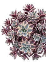 Cluster of purple and gray succulent plants with fleshy leaves isolated on white background, suitable for botanical designs, gardening content, and decorative applications.