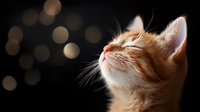 Ginger cat with closed eyes in profile against dark background with soft bokeh lights, expressing peaceful serenity and contentment in warm natural lighting.