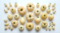White pumpkins and gourds arranged in organized pattern on white background. Autumn harvest decoration for seasonal design projects and fall themed materials.