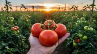 Fresh ripe tomatoes in farmer hand at sunset in agricultural field. Organic farming and healthy food production concept for sustainable agriculture.