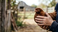 Farmer holding brown hen in hands on rural farm with barn and fence in background, agricultural livestock care and poultry farming.