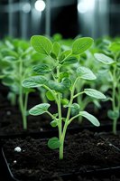Young green seedling growing in dark soil with fresh leaves emerging in greenhouse environment for organic farming and sustainable agriculture.