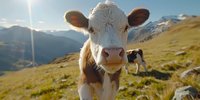 Close up portrait of brown and white calf in Alpine meadow with mountains in background, sunlit pastoral scene showing curious young cow looking at camera.