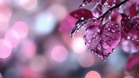 Pink cherry blossom petals with water drops in soft morning light, creating dreamy bokeh effect background. Natural macro photography captures spring freshness.