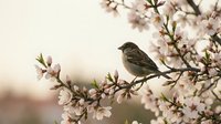 Small songbird perched on blooming cherry blossom branch with delicate pink flowers against soft blurred background for nature and spring themes.