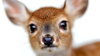 Close up portrait of baby deer fawn face showing big blue eyes and tiny nose against blurred white background, wildlife photography for nature publications.