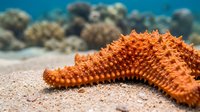 Orange starfish resting on sandy ocean floor with coral reef background in tropical marine environment for underwater photography and sea life content.