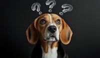 Curious beagle dog with question marks floating above head against dark background shows confused, puzzled expression looking upward at floating symbols.