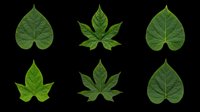Six green tropical leaves in various shapes, isolated on transparent background. Ready for t-shirt design, stickers, clipart, print on demand, and sublimation projects.