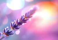 Dreamy lavender flower close-up with soft bokeh background in pink and purple tones. Gentle morning dew drops on delicate petals create magical atmosphere.