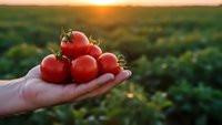 Fresh ripe red tomatoes in farmer's hand at sunset over agricultural field. Organic farming harvest concept for healthy food and sustainable agriculture.