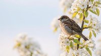 Small sparrow perched on blooming cherry tree branch with white flowers against soft pastel sky background for nature and spring themed designs.