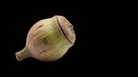 Green acorn with textured cap isolated on transparent background, ready for fall clipart, stickers, t-shirt design, print on demand, and sublimation projects.
