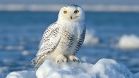 Majestic snowy owl perched on snow drift against blue winter background, yellow eyes focused intently forward, white and gray feathers detailed in natural arctic habitat.