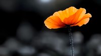 Orange poppy flower in full bloom against dark blurred background, dramatic nature photography with selective color highlighting delicate petals and stem.