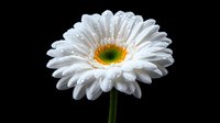 Fresh white gerbera daisy with water drops on petals against black background, macro photography showing delicate details and morning dew effect.
