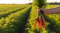 Fresh organic carrots with green tops held by farmer hand in agricultural field during golden hour sunset for healthy eating and farm produce.