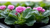 Pink flowering gloxinia plant with vibrant blooms and large velvety green leaves growing in pot, macro close up view showing delicate petals and foliage texture.