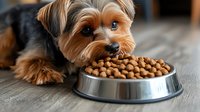 Yorkshire terrier lying near metal bowl filled with dry dog food kibble, looking at camera with bright blue eyes on wooden floor. Pet nutrition concept.