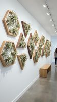 Modern geometric wooden planters with air plants mounted on white wall creating living art installation in contemporary interior space.