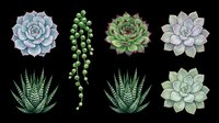 Watercolor succulent plants set isolated on transparent background, ready for stickers, t-shirt design, print on demand, clipart, and sublimation projects.