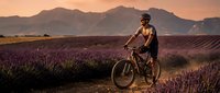 Male cyclist enjoying golden hour ride through blooming lavender fields with mountain backdrop. Active lifestyle and outdoor recreation concept.
