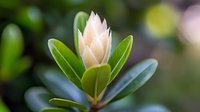 Delicate pink protea bud emerging among glossy green leaves in soft natural lighting, creating gentle bokeh effect in background. Macro nature photography.