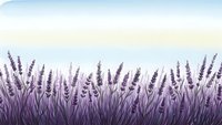 Purple lavender field with soft pastel sky background for aromatherapy wellness spa and natural beauty product designs.