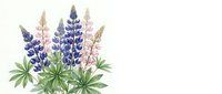 Watercolor lupine flowers in blue and pink shades with green leaves isolated on transparent background for spring garden designs and botanical artwork.