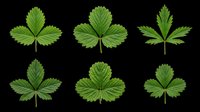 Strawberry leaves isolated on transparent background, ready for clipart, design elements, t-shirt designs, stickers, sublimation, and print-on-demand products.