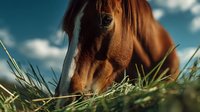 Chestnut horse grazing in green meadow against blue sky with white clouds, close-up portrait showing eye and muzzle detail.