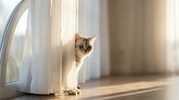 Adorable tabby kitten peeking through white curtains in sunlit room with warm golden light streaming across wooden floor creating cozy domestic atmosphere.