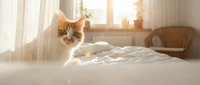 Adorable orange tabby kitten sitting on white bedding in sunlit bedroom with warm morning light streaming through sheer curtains creating cozy atmosphere.