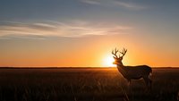 Majestic deer silhouette standing in golden grassland during stunning sunrise with warm orange sky and peaceful natural landscape for wildlife photography.