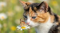 Curious calico kitten observing a butterfly perched on a white daisy flower in a sunny garden with blurred green and yellow background.