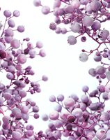 Delicate purple berries with water droplets creating natural frame on white background, soft focus macro photography for wellness and spa designs.