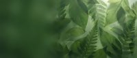Fresh green leaves and ferns creating natural botanical background with soft sunlight filtering through foliage for organic wellness and nature concepts.