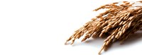 Dried golden wheat ears isolated on white background, ready for design use in agricultural, harvest, and food-related projects.